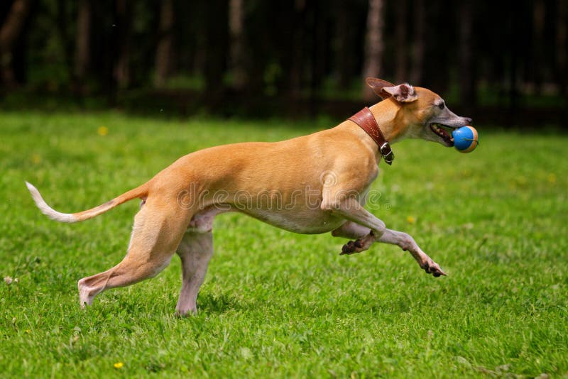 Hound Dog Runs after a Toy on the Grass Stock Photo Image of domestic