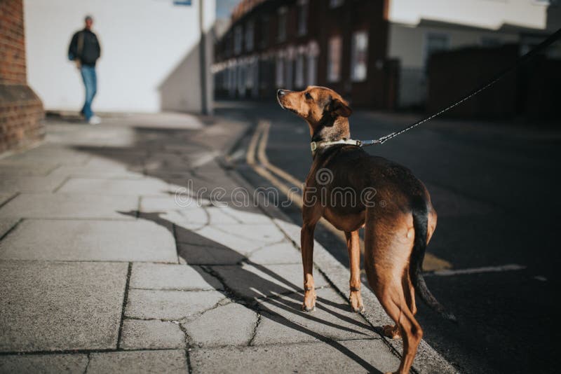 Hound Dog Walking by the Sidewalk Stock Photo Image of leash, color