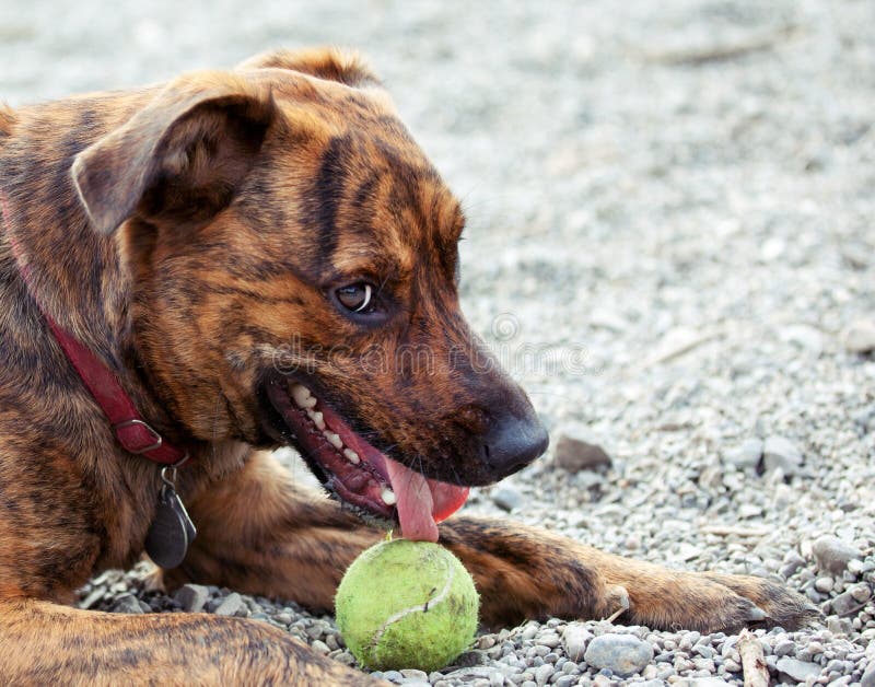 A hound enjoying his ball