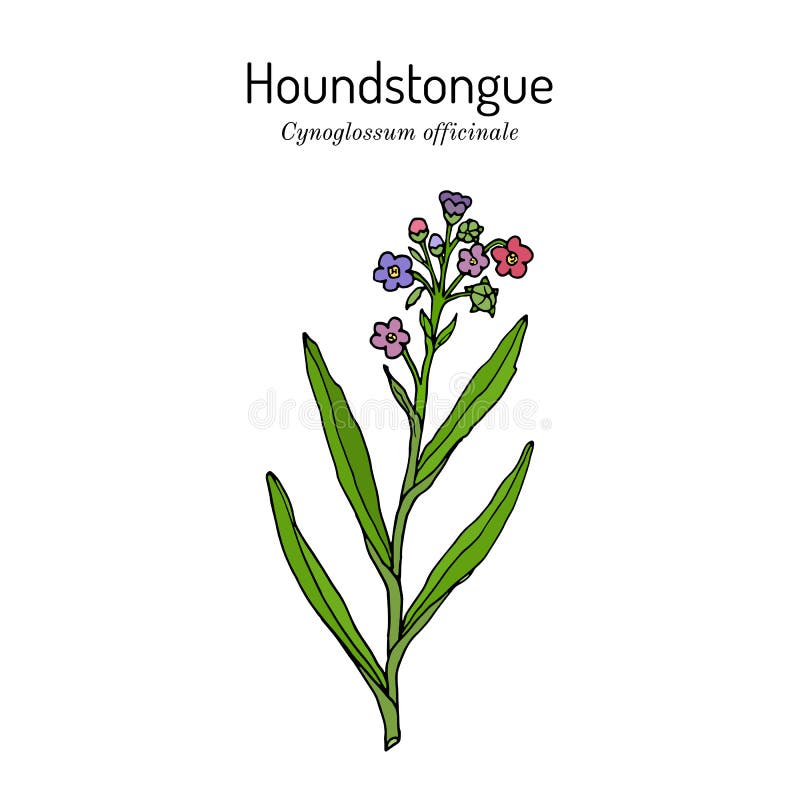 Houndstongue Cynoglossum Officinale , Medicinal Plant Stock Vector ...