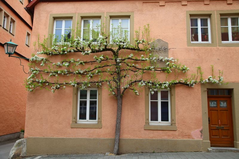 The house with blossoming apple tree growing nearby