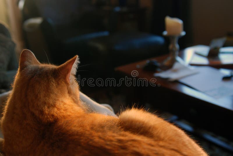 Naranja a cuadros gato mintiendo sobre el sofá en el sol.