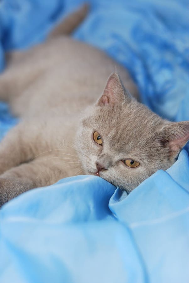 House cat of ashy color stock image. Image of gray, atlas - 7397147