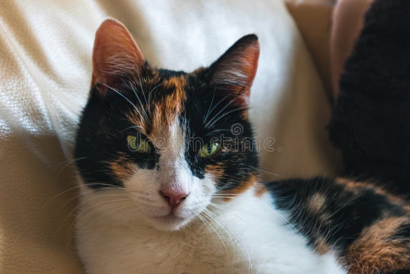 House cat with green eyes stock photo. Image of watching 177850042