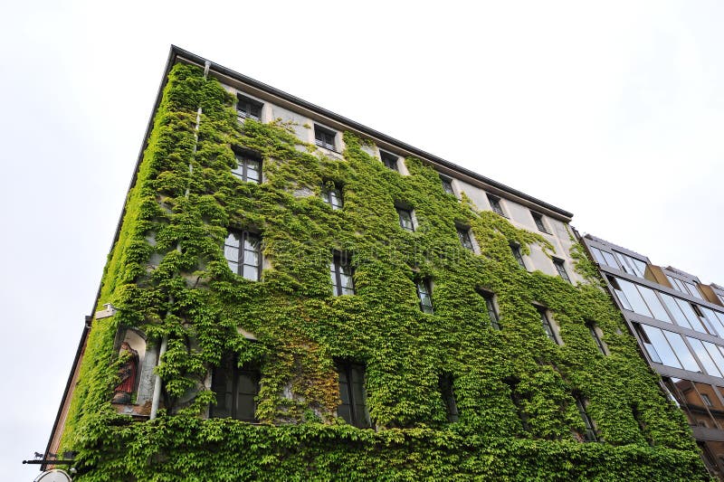 House Facade Covered in Plants Stock Photo Image of house, pane 31806740