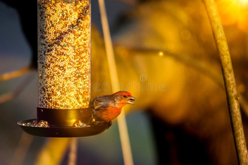 House Finch or haemaorhous mexicanus eating birds food outdoor from bird feeder with sun flare