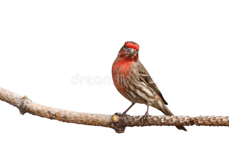717 White Background House Finch Stock Photos Free & RoyaltyFree
