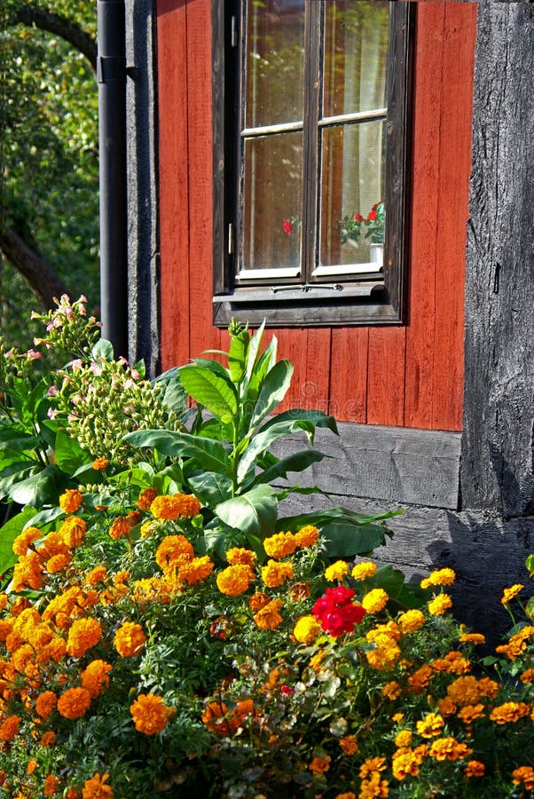 Chrysanthemums in Pots on Porch Stock Photo Image of full, front