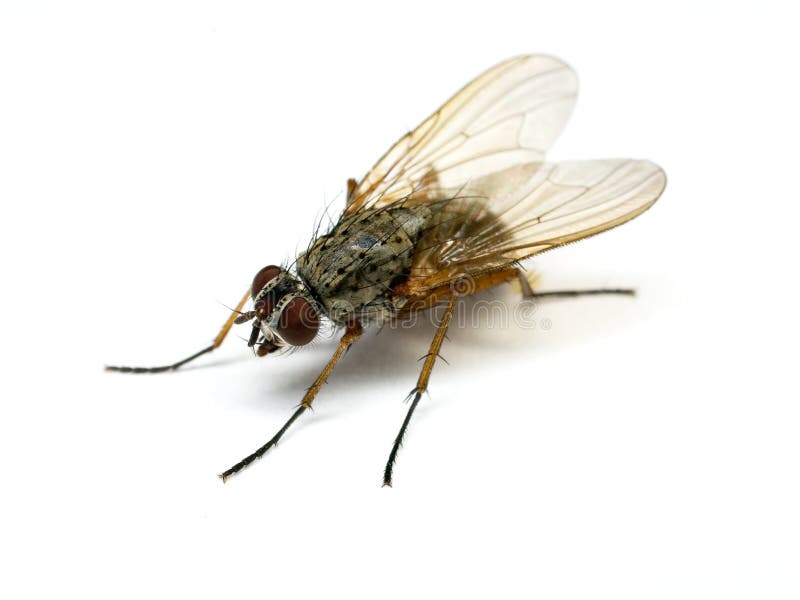 House fly royalty free stock images House fly royalty free stock images