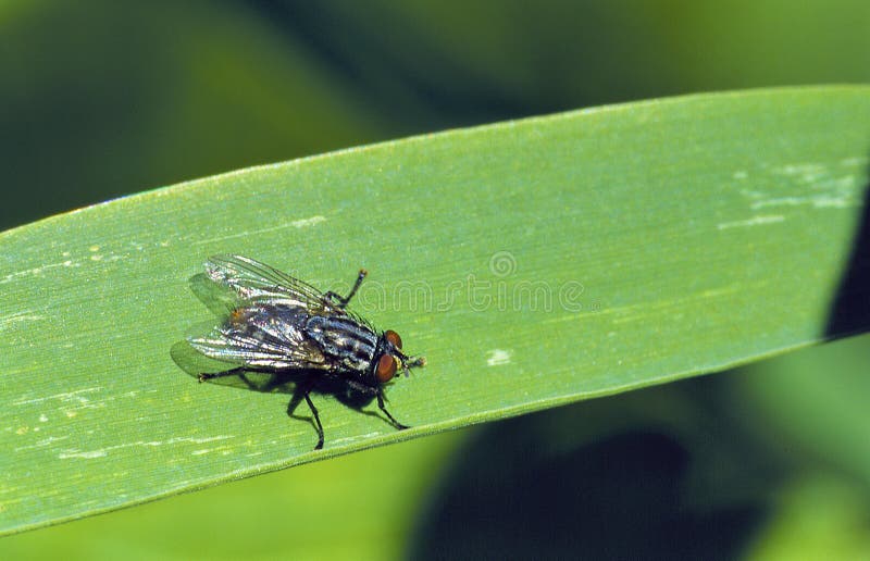 House Fly on blade of grass in Lake in the Hills Fen Nature Preserve Illinois   37986  Musca domestica. House Fly on blade of grass in Lake in the Hills Fen Nature Preserve Illinois   37986  Musca domestica