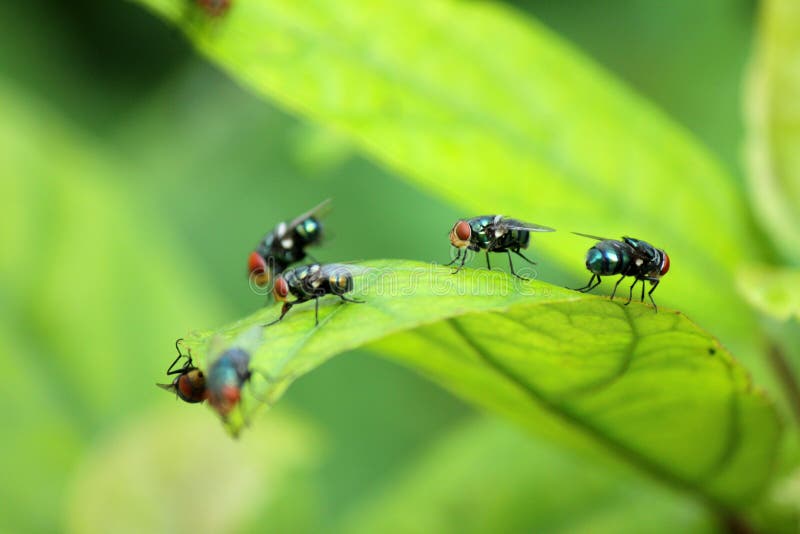 House fly, food contamination hygiene concept.