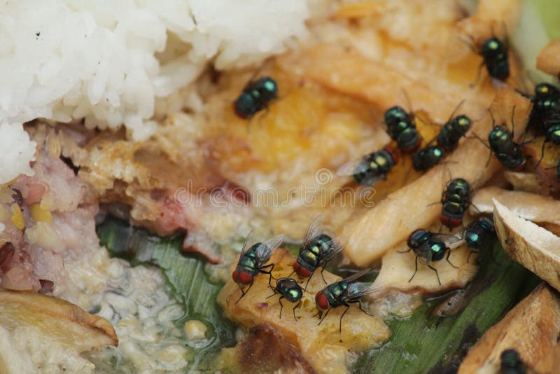 House fly, food contamination hygiene concept.