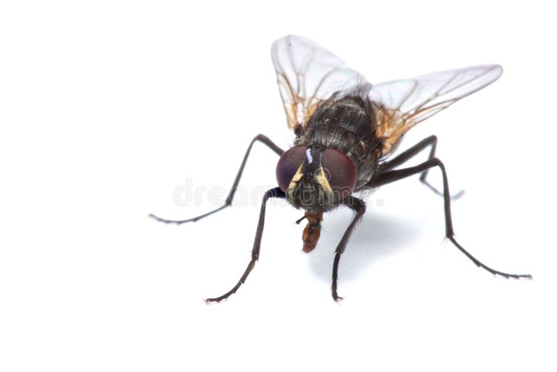 House fly isolated royalty free stock photos House fly isolated royalty free stock photos