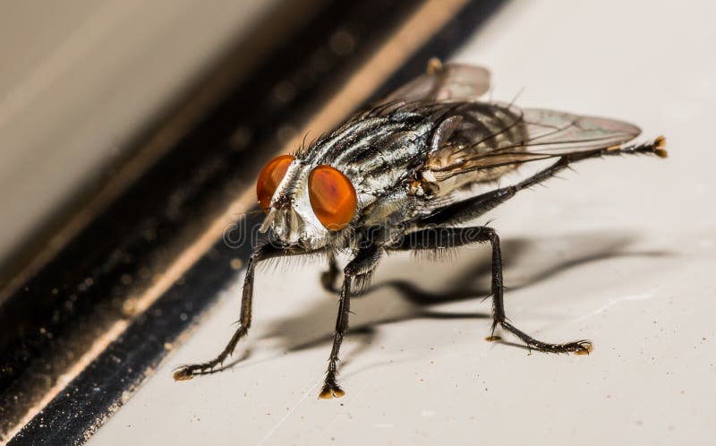 House Fly Kicking Out Back Legs royalty free stock photos