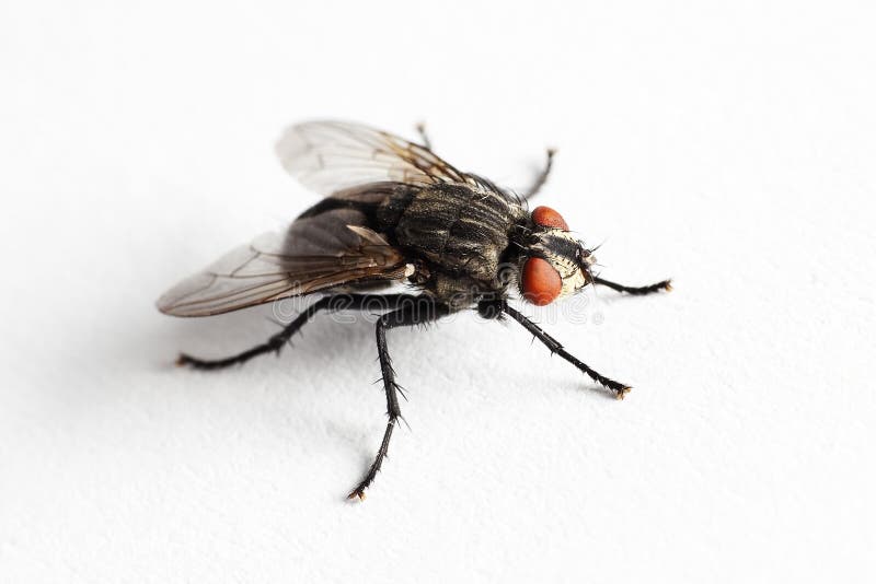 House fly (Muscidae Domestica), macro on white background