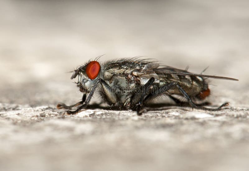 House fly in sid view
