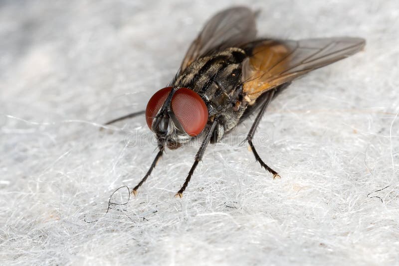 House Fly of the species Musca domestica
