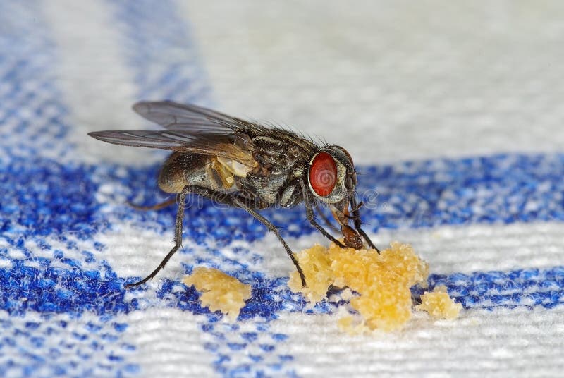 House fly (Musca domestica) sucking crumbles on a table-cloth. House fly (Musca domestica) sucking crumbles on a table-cloth