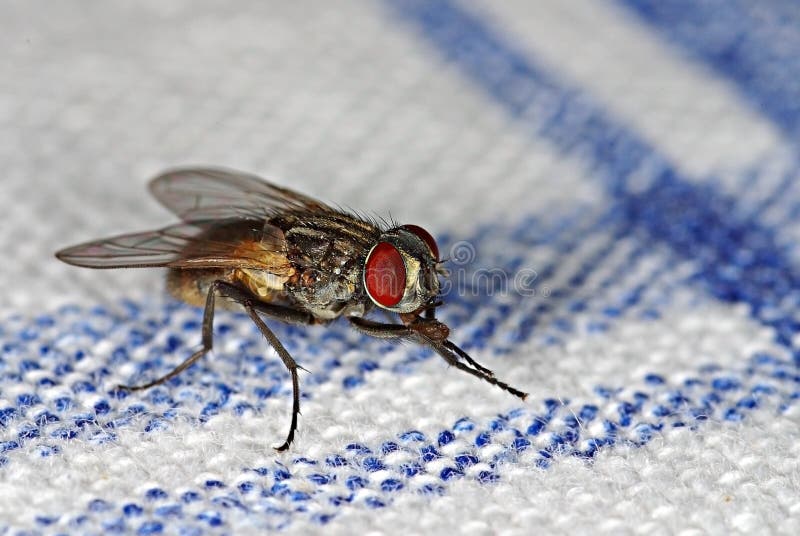 House fly on tablecloth stock image