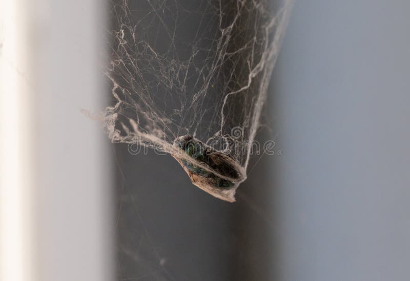 File:Spider-web-insect - West Virginia - ForestWander.jpg