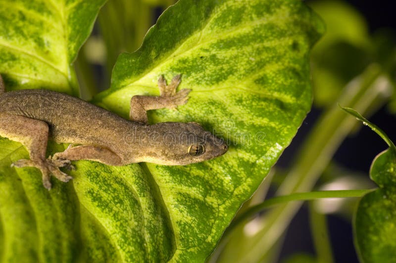 House Gecko