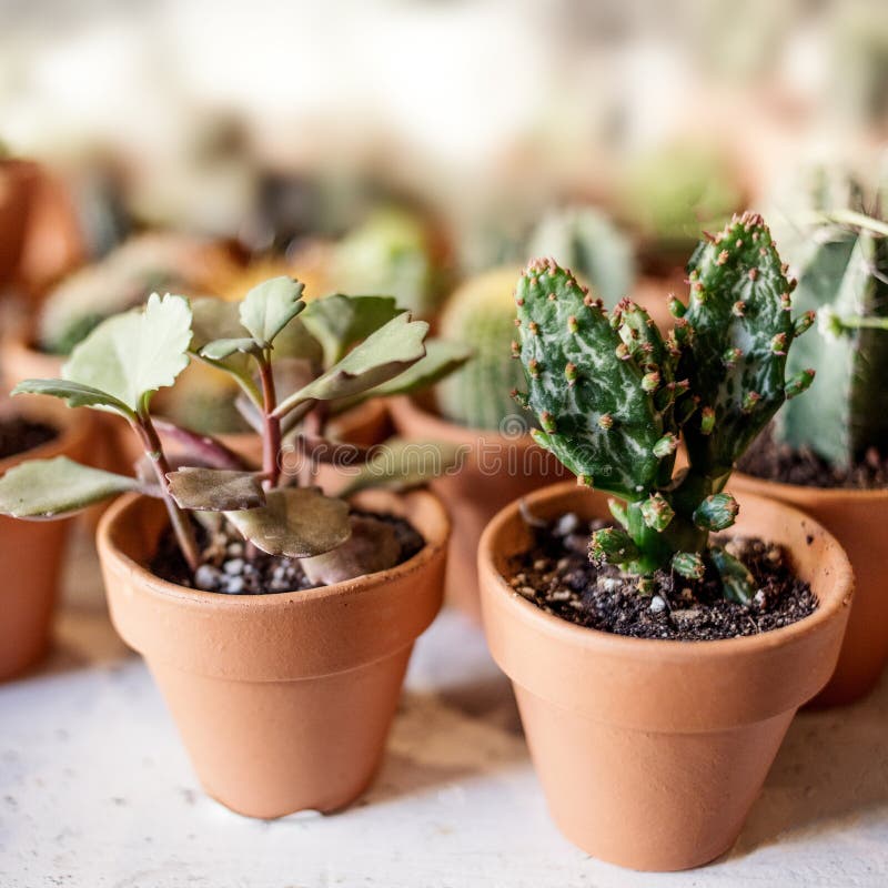 House Indoor Plants Collection. Succulent and Cactus in Different Pots on White Background Stock