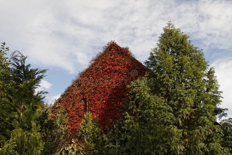 House with Japanese creeper, Woodbine, Boston Ivy, Ivy in Bad Iburg, Lower Saxony, Germany, Europe. House with Japanese creeper, Woodbine, Boston Ivy, Ivy in Bad Iburg, Lower Saxony, Germany, Europe