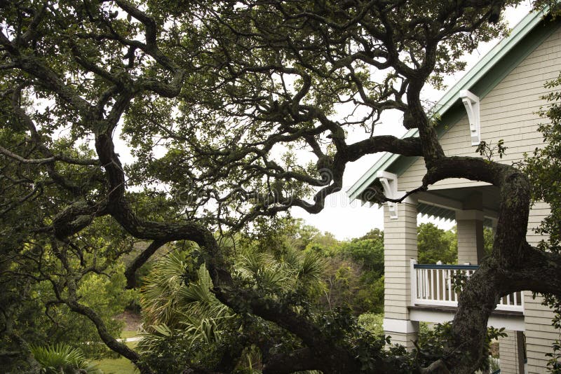 House with live oak tree in front. House with live oak tree in front.