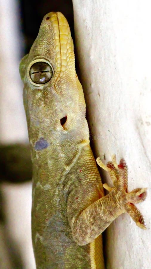 House Lizard Gekco Isolated on White Stock Photo Image of animal
