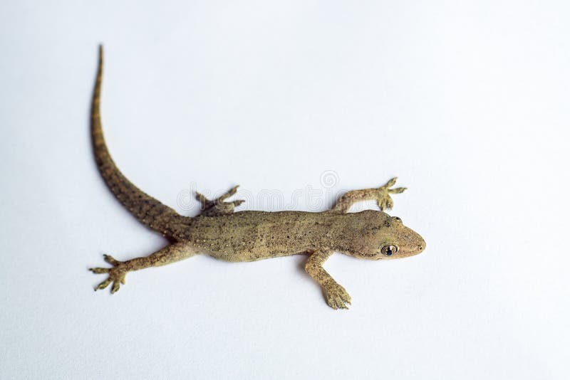 House lizard or little gecko close up on white background