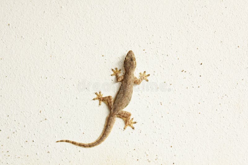 House lizard or little gecko on a white wall