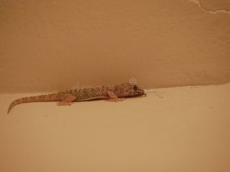 Gecko eat mosquito stock photo. Image of domestic, lizard 23549570