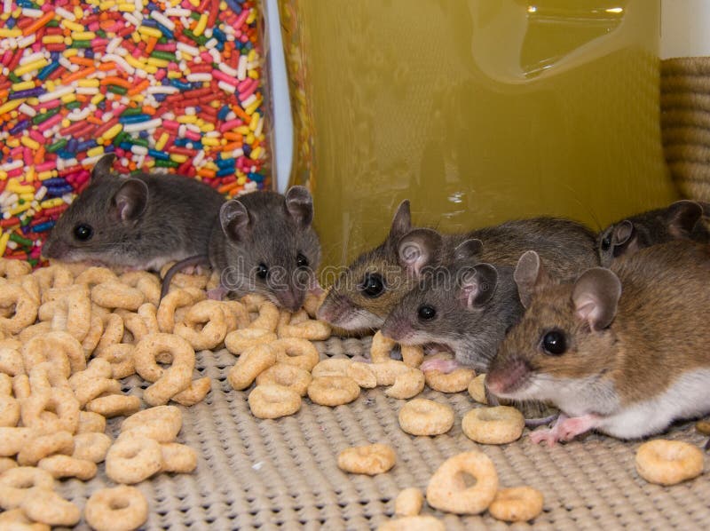 A line up of house mice in a well stocked kitchen pantry cabinet.