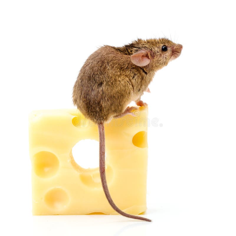 House Mouse (Mus Musculus) on Big Cheese Stock Image Image of cute
