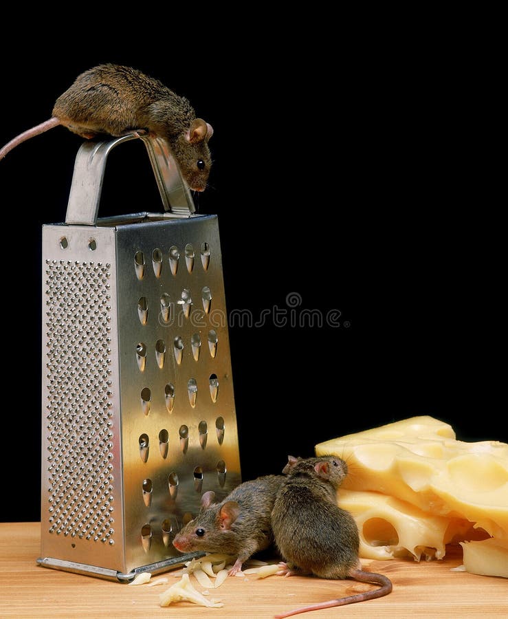 1,131 Mouse Cheese House Stock Photos Free & RoyaltyFree Stock