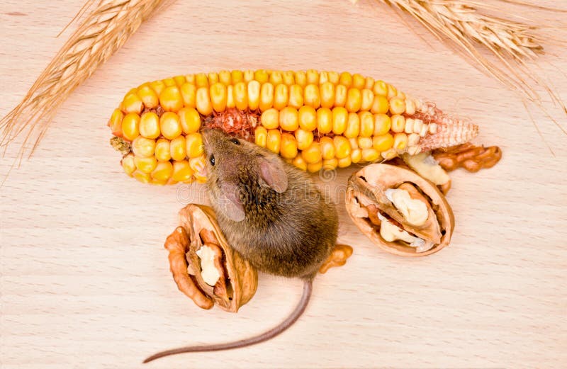House Mouse (Mus Musculus) Eating Walnut and Corn Stock Photo Image