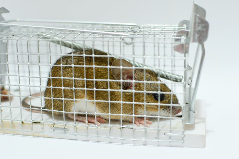 Lab Mouse Cage Stock Photos Download 147 Royalty Free Photos