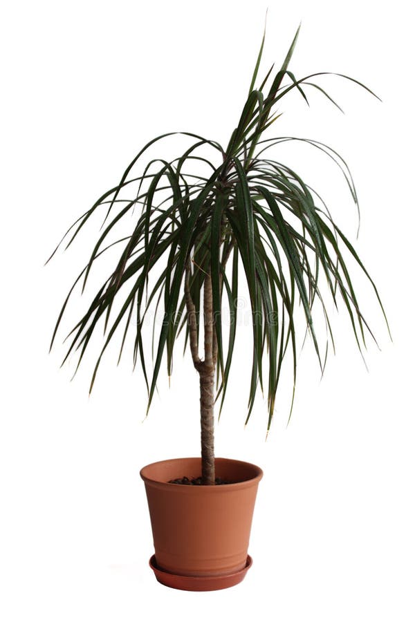 House Palm (Dracaena Marginata) Stock Photo Image of shadow, care 4884596
