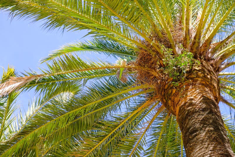 House on a Palm Tree for Green Parrots Stock Image Image of bird