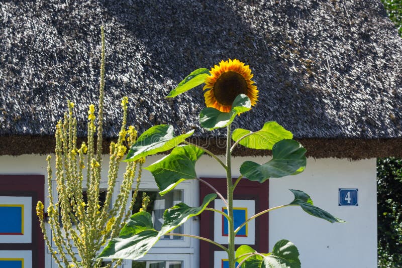 House with sunflowers royalty free stock images House with sunflowers royalty free stock images