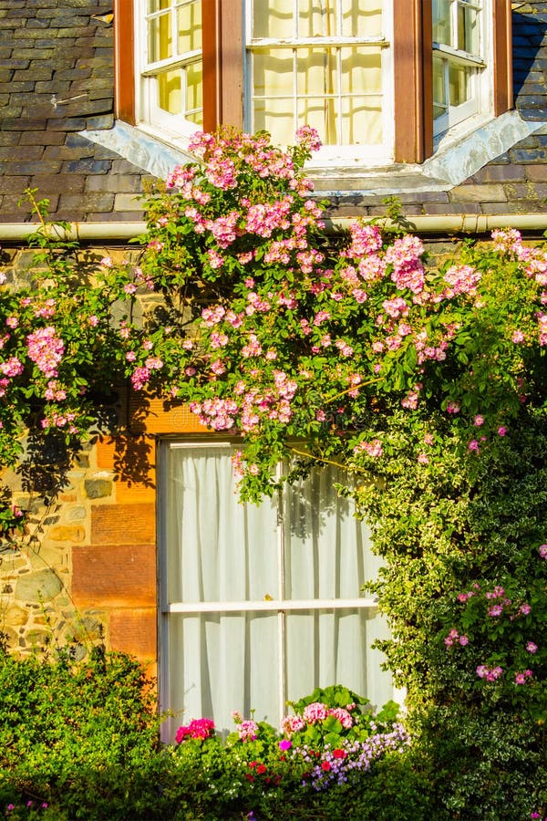A House with Pink Climbing Roses Stock Photo Image of scotland