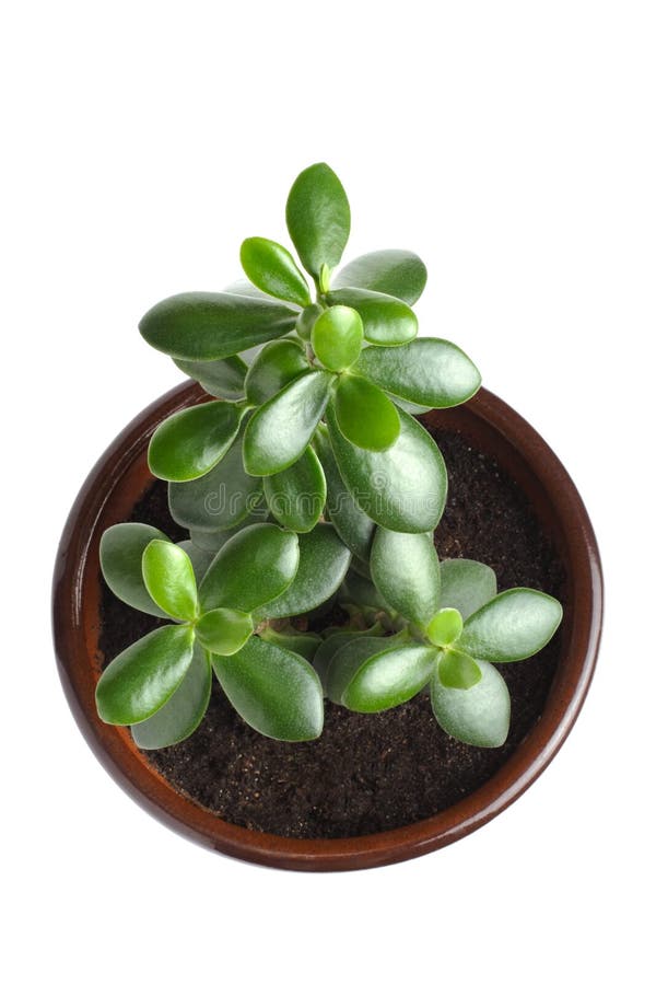 House Plant - Crassula Argentea or Money tree stock image House Plant - Crassula Argentea or Money tree stock image