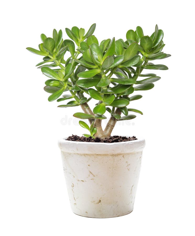 House plant Crassula on a white