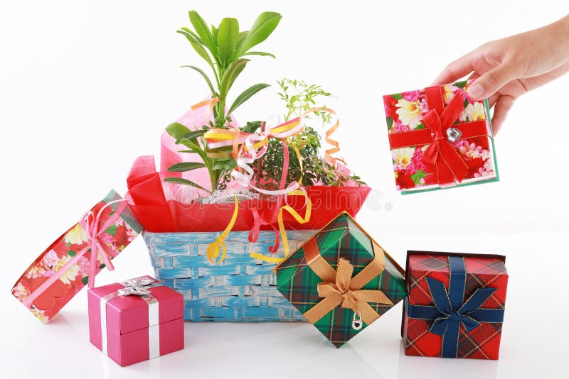 House Plant with Gift Boxes Stock Image Image of package, beauty