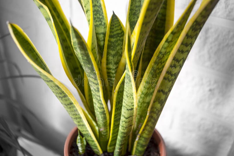 House plant with green-yellow leaves Sansevieria trifasciata on a pot, desaturated background