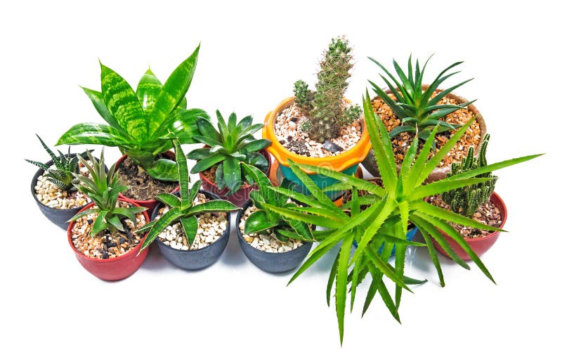 House Plant stock photo. Image of isolated, front, ornate 56929020