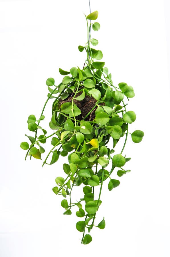 Green Plant Hanging Isolated Collection on White Background Stock Image