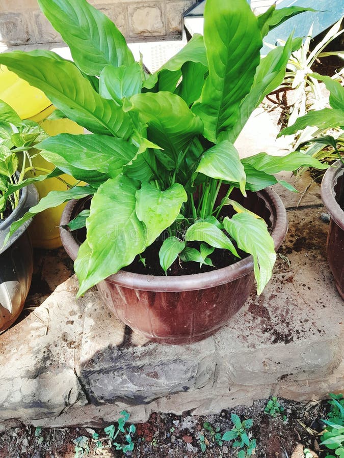 House plant lawn stock photo. Image of house, tree, garden 266971568