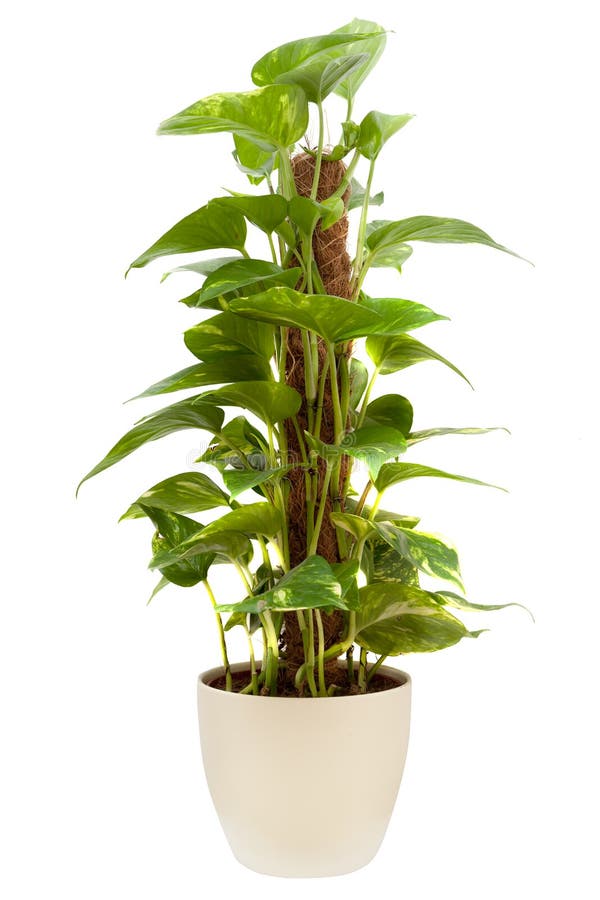 House plant stock photo. Image of foliage, style, modern 85759650