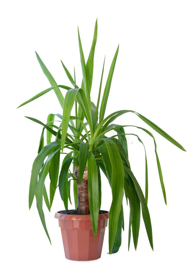 House plant royalty free stock images